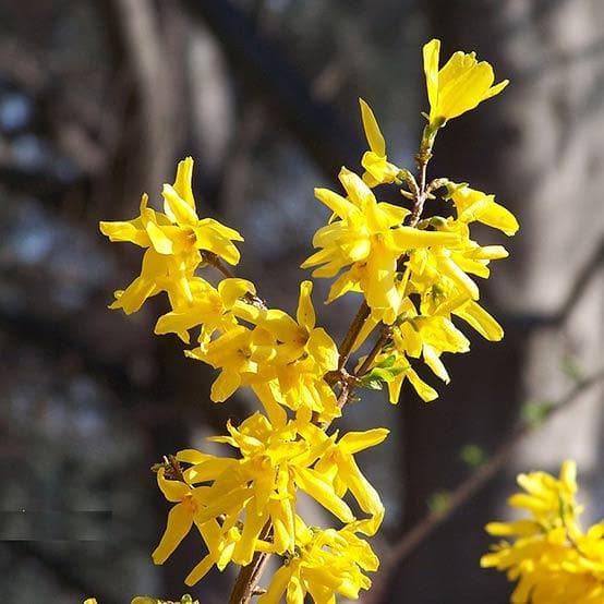 Forsythia x intermedia Spectabilis