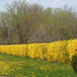 Forsythia x intermedia Spectabilis