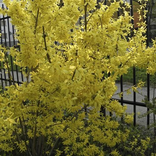Forsythia x intermedia Spectabilis - Future Forests