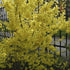 Forsythia x intermedia Spectabilis - Future Forests