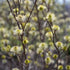 Fothergilla x intermedia Blue Shadow - Future Forests