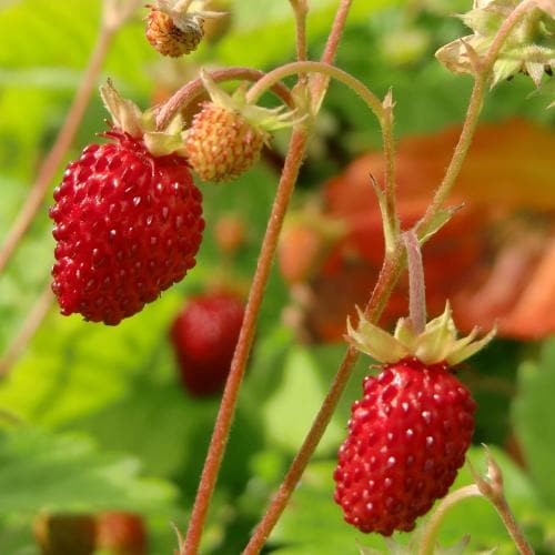 Fragaria vesca Alexandria - Alpine Strawberry