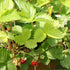 Fragaria vesca Alexandria - Alpine Strawberry
