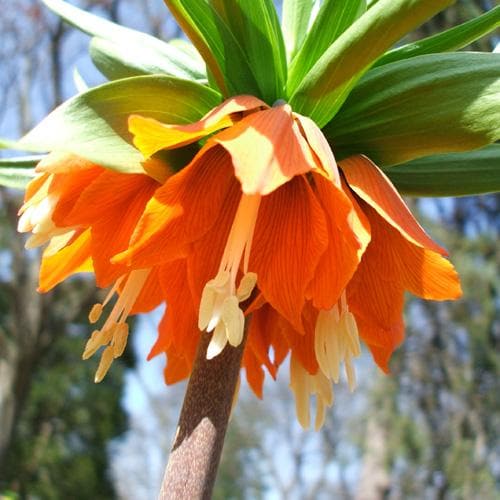 Fritillaria imperialis Rubra Maxima - Future Forests