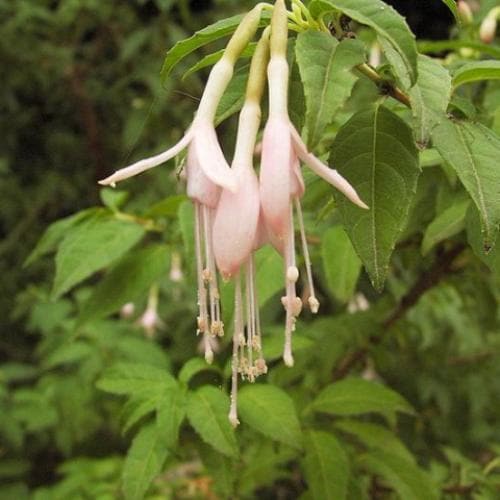 Fuchsia magellanica Alba - White Fuchsia - Future Forests