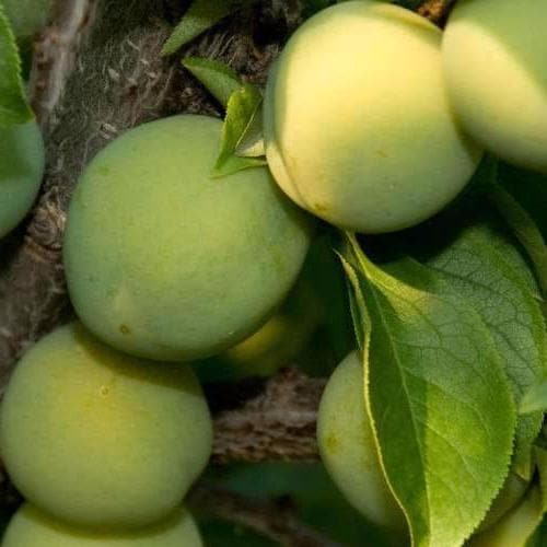 Gage Cambridge Gage - Future Forests