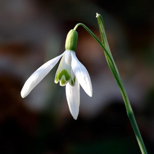 Galanthus nivalis - Snowdrop - Future Forests