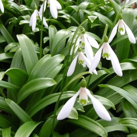Galanthus woronowii - Snowdrop