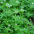 Galium odoratum - Future Forests