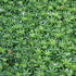 Galium odoratum - Future Forests