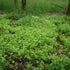 Galium odoratum - Future Forests