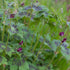 Geranium phaeum Samobor