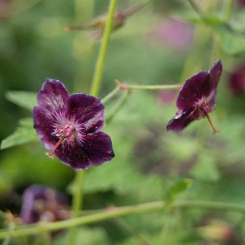 Geranium phaeum Samobor