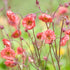 Geum Flames of Passion