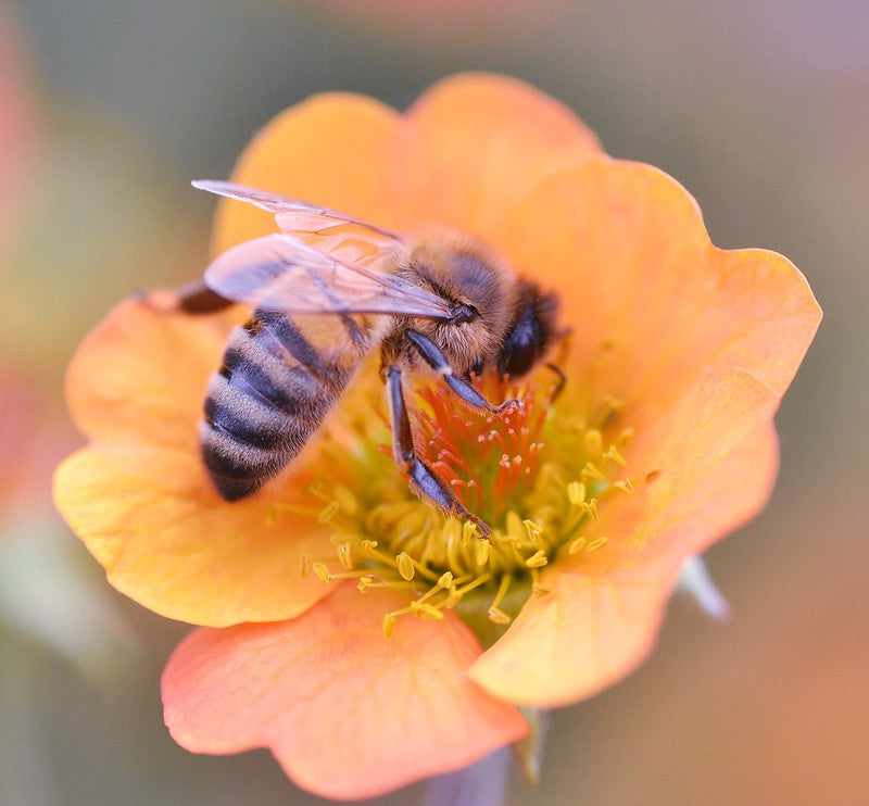 Geum Totally Tangerine