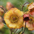 Geum Wet Kiss