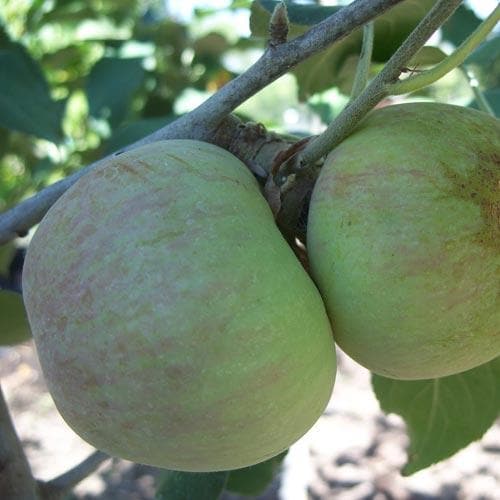 Apple Glenstal Cooker - Future Forests