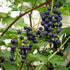 Grape Boskoop Glory - Indoor or Outdoor, Almost Seedless - Future Forests