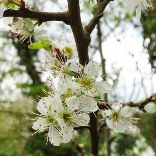 Gage Cambridge Gage - Future Forests