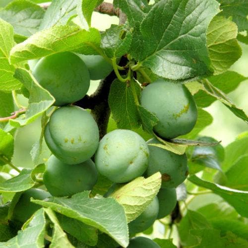 Gage Denniston’s Superb - Future Forests