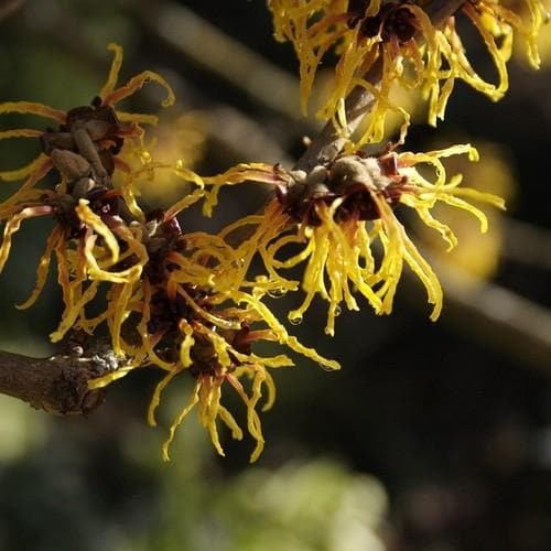 Hamamelis x intermedia Orange Beauty