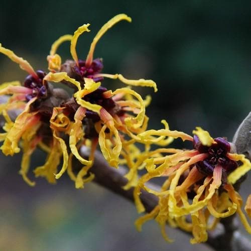 Hamamelis x intermedia Orange Beauty