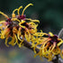 Hamamelis x intermedia Orange Beauty