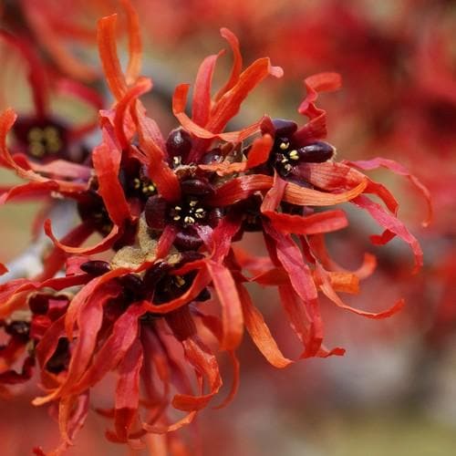 Hamamelis x intermedia Orange Beauty