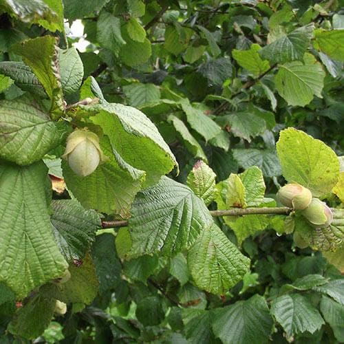 Cobnut - Corylus avellana Cosford Cob