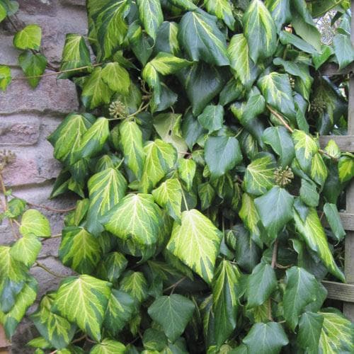 Hedera colchica Paddy’s Pride (Sulpher Heart)