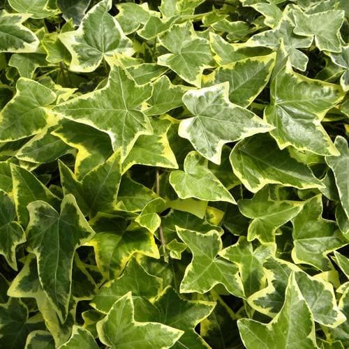 Hedera helix Goldchild - Future Forests
