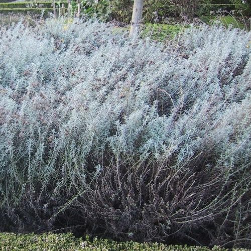 Curry Plant - Future Forests