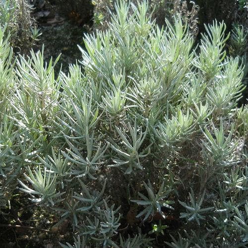 Curry Plant - Future Forests