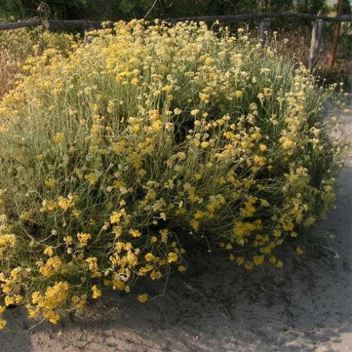 Curry Plant - Future Forests