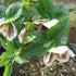 Helleborus x hybridus