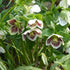 Helleborus x hybridus