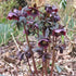 Helleborus x hybridus