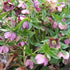 Helleborus x hybridus