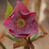 Helleborus x hybridus