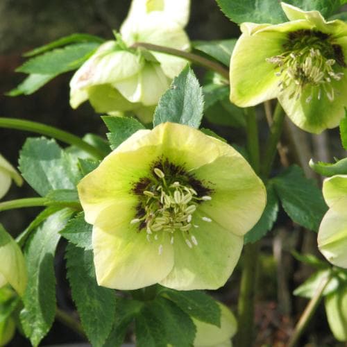Helleborus x hybridus