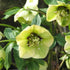 Helleborus x hybridus