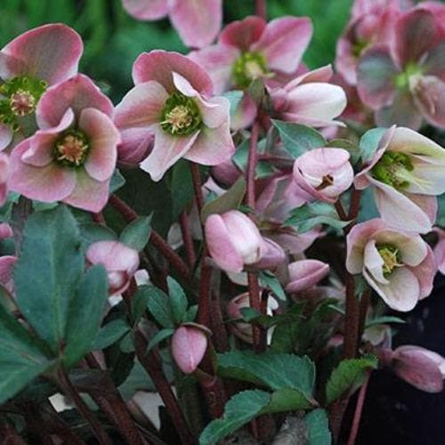 Helleborus x ericsmithii Angel Glow