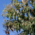 Heptacodium miconioides - Future Forests