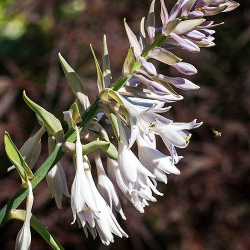 Hosta Empress Wu
