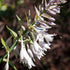 Hosta Empress Wu