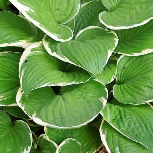 Hosta Francee