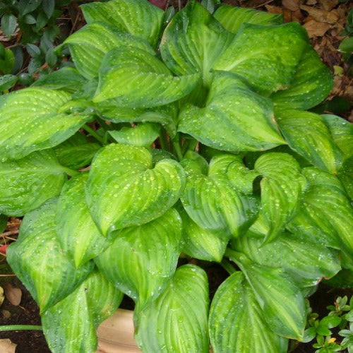 Hosta Guacamole