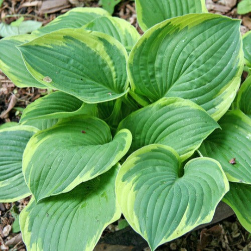Hosta fortunei var. aureomarginata