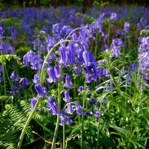 Hyacinthoides non-scripta - Bluebell - Future Forests