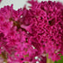 Hyacinthus orientalis Jan Bos - Future Forests